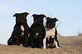 STAFFIE 318